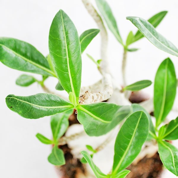 Adenium Arabicum