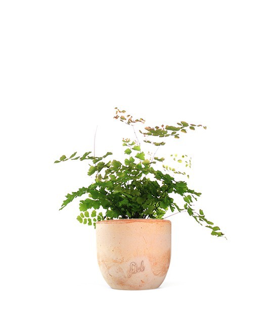 Adiantum - roseo