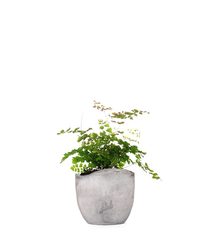 Adiantum - roseo