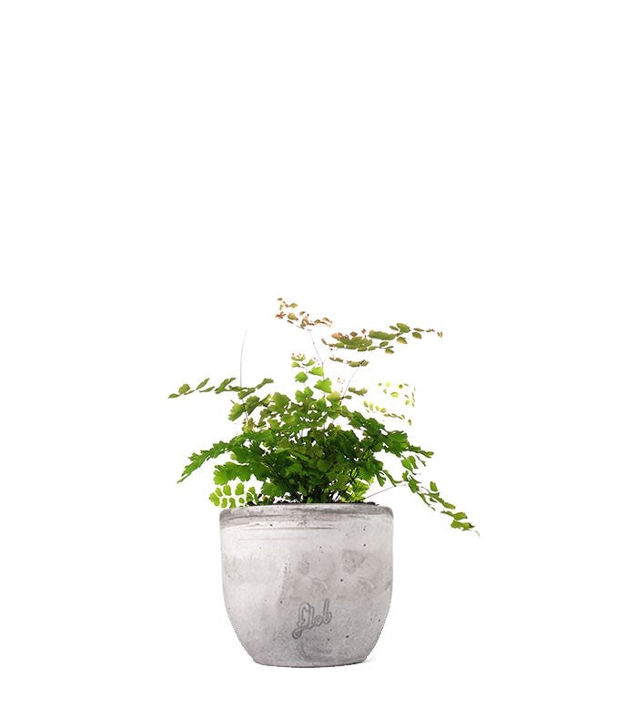 Adiantum - roseo