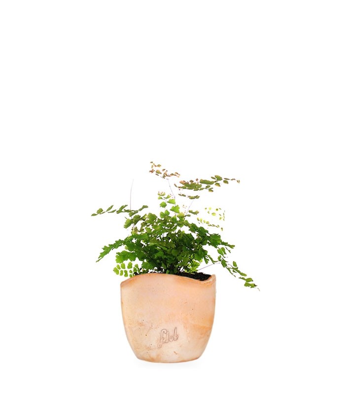 Adiantum - roseo