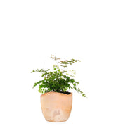 Adiantum - roseo