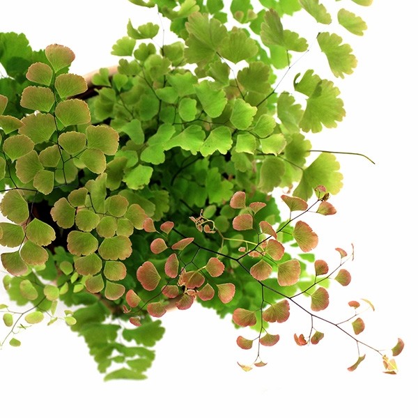 Adiantum - roseo