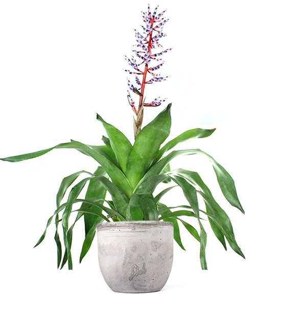Aechmea Blue
