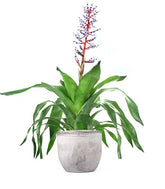 Aechmea Blue