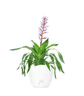 Aechmea Blue
