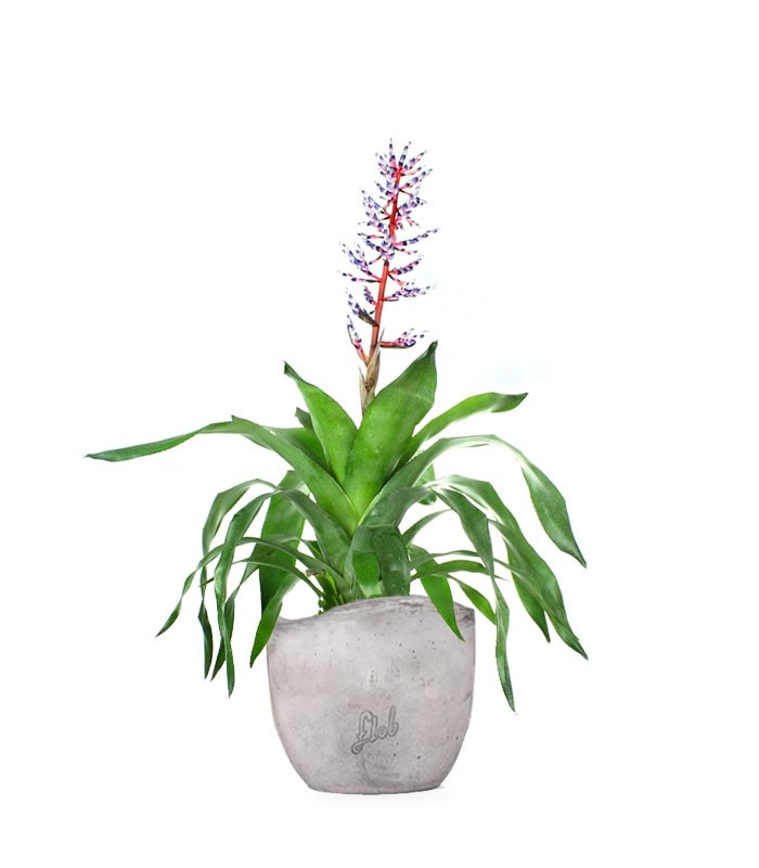 Aechmea Blue