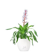 Aechmea Blue