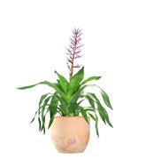 Aechmea Blue