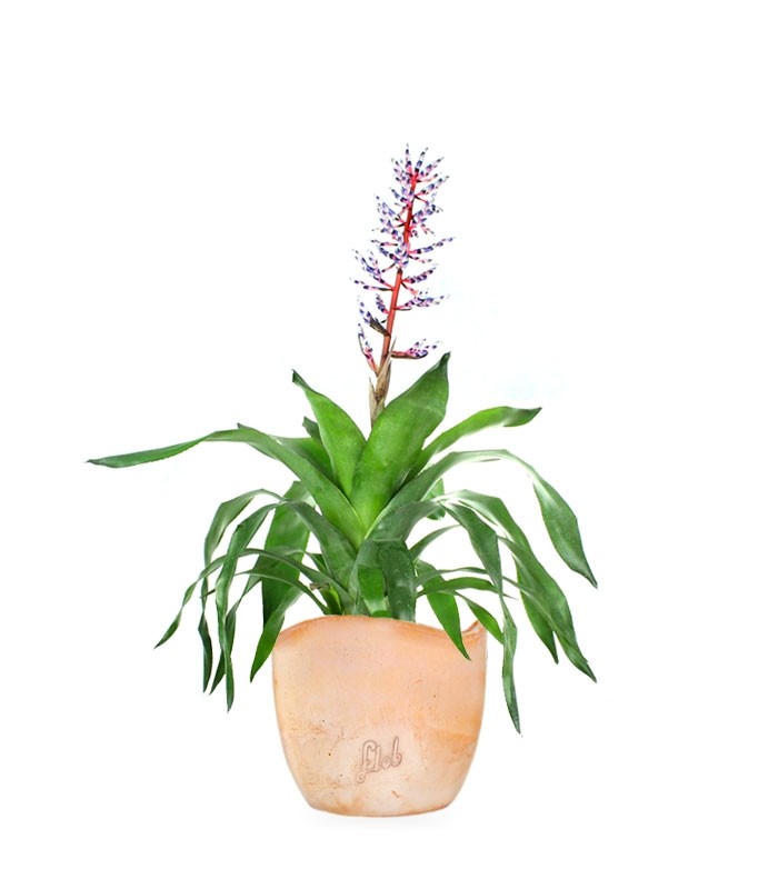Aechmea Blue