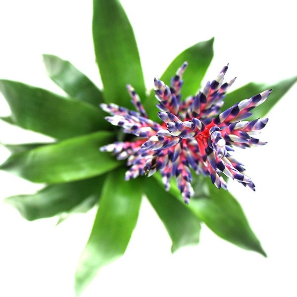 Aechmea Blue