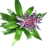 Aechmea Blue
