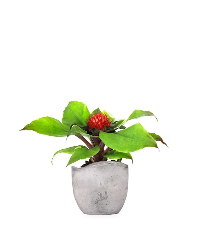 Aechmea Fasciata