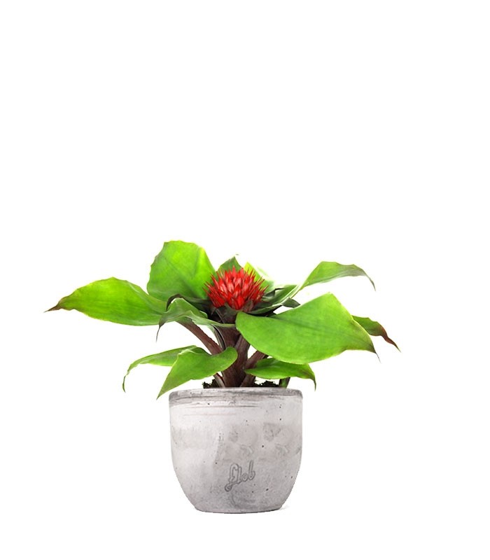 Aechmea Fasciata