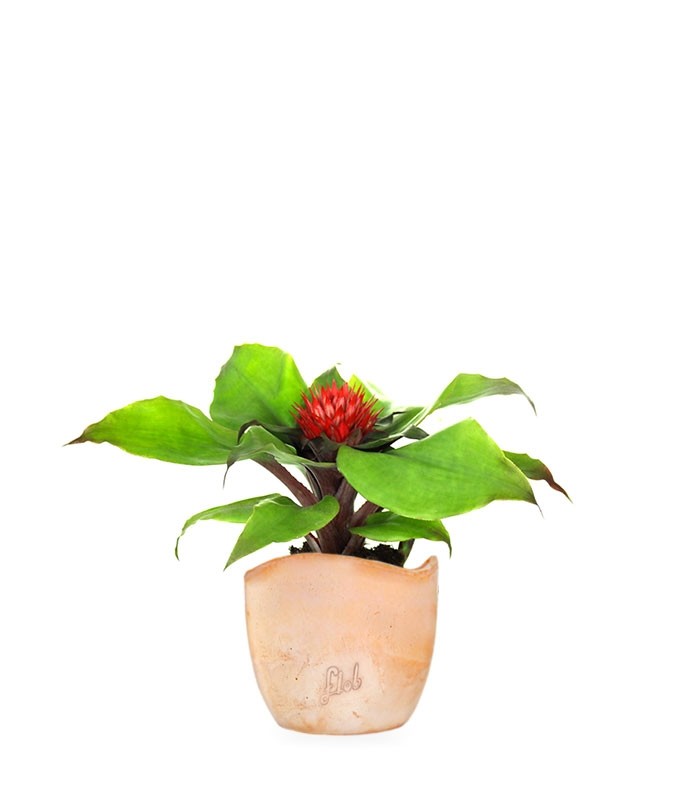 Aechmea Fasciata