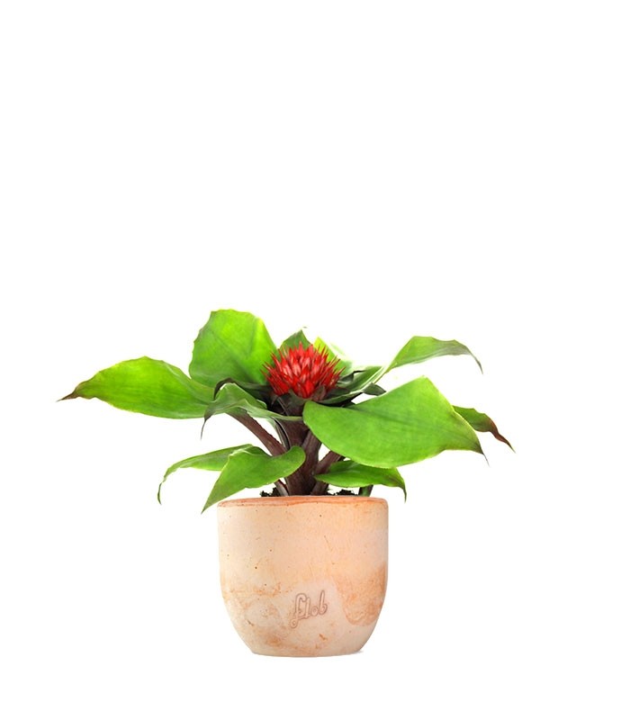 Aechmea Fasciata