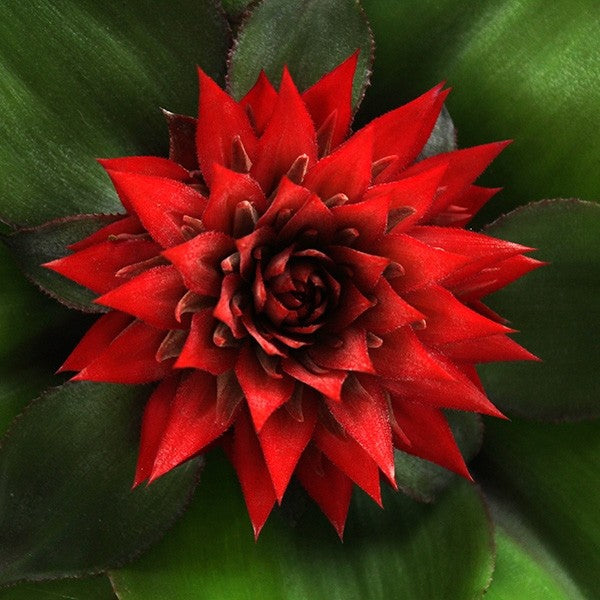 Aechmea Fasciata