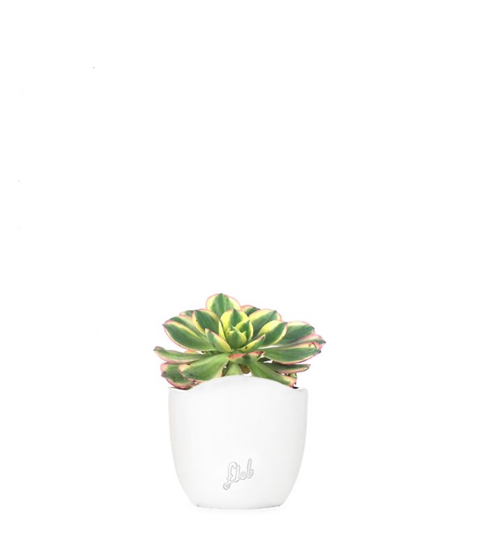 Aeonium arboreum variegata