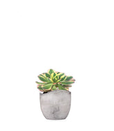 Aeonium arboreum variegata
