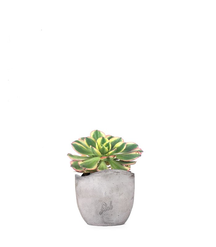 Aeonium arboreum variegata