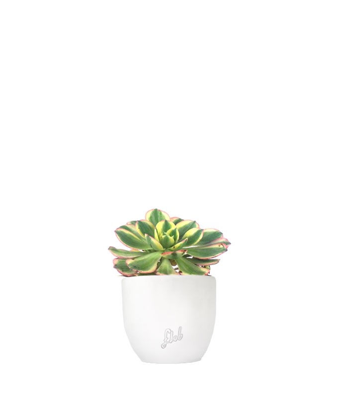 Aeonium arboreum variegata