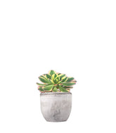 Aeonium arboreum variegata