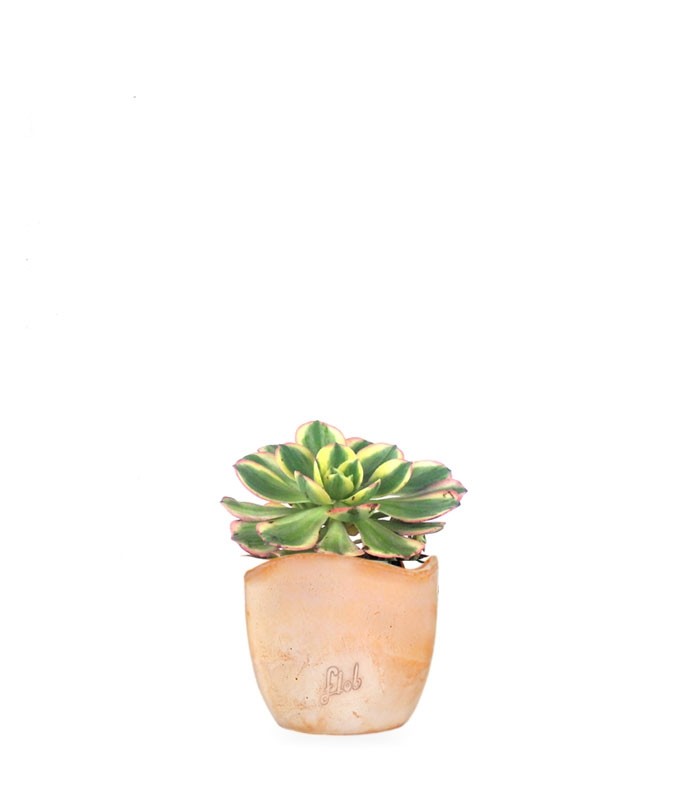 Aeonium arboreum variegata