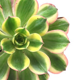 Aeonium arboreum variegata