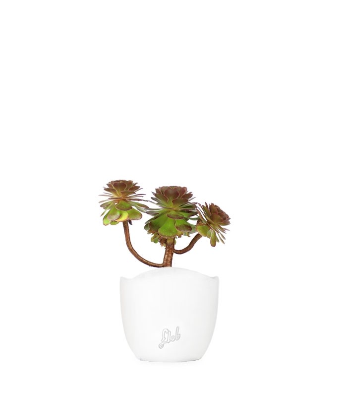 Aeonium Purpureum