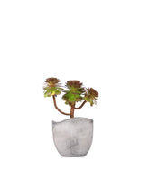 Aeonium Purpureum
