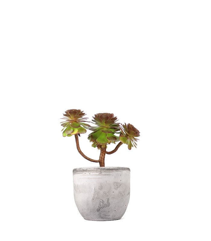 Aeonium Purpureum