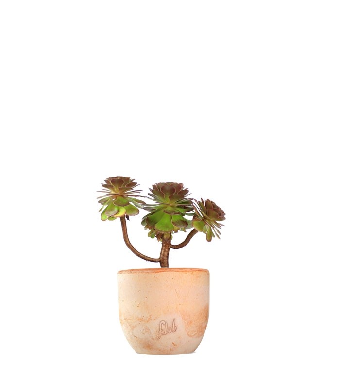 Aeonium Purpureum