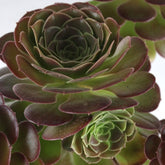 Aeonium Purpureum