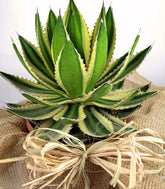 Agave
