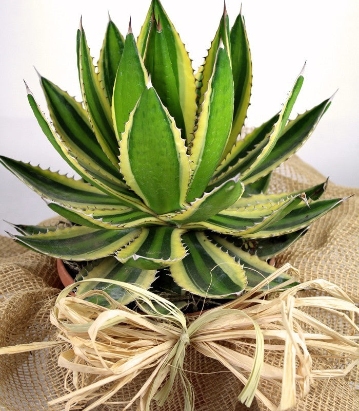 Agave