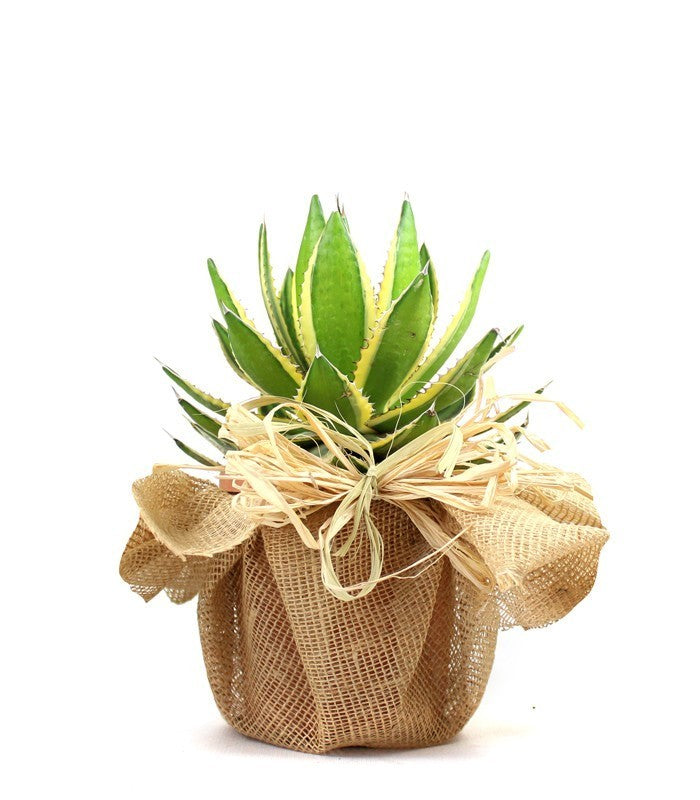 Agave
