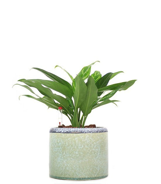 Aglaonema cutlas idrocoltura