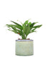 Aglaonema cutlas idrocoltura