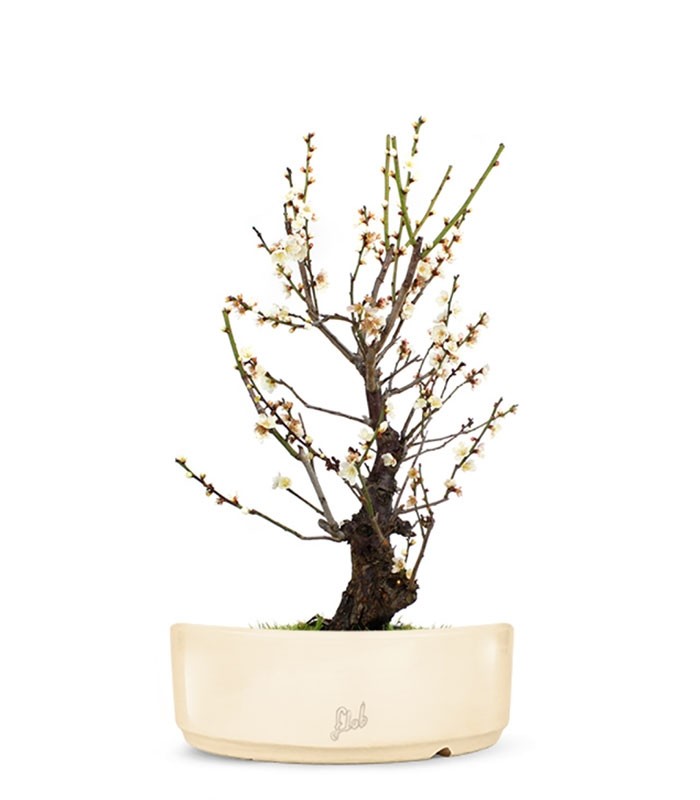 Albicocco giapponese Bianco