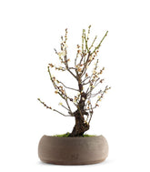Albicocco giapponese Bianco
