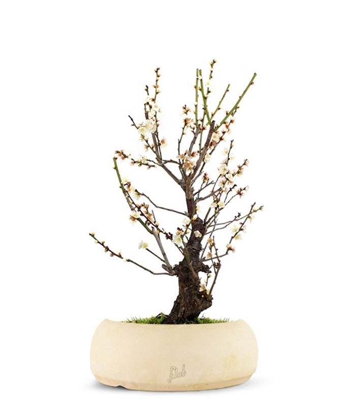 Albicocco giapponese Bianco