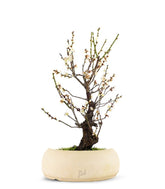 Albicocco giapponese Bianco