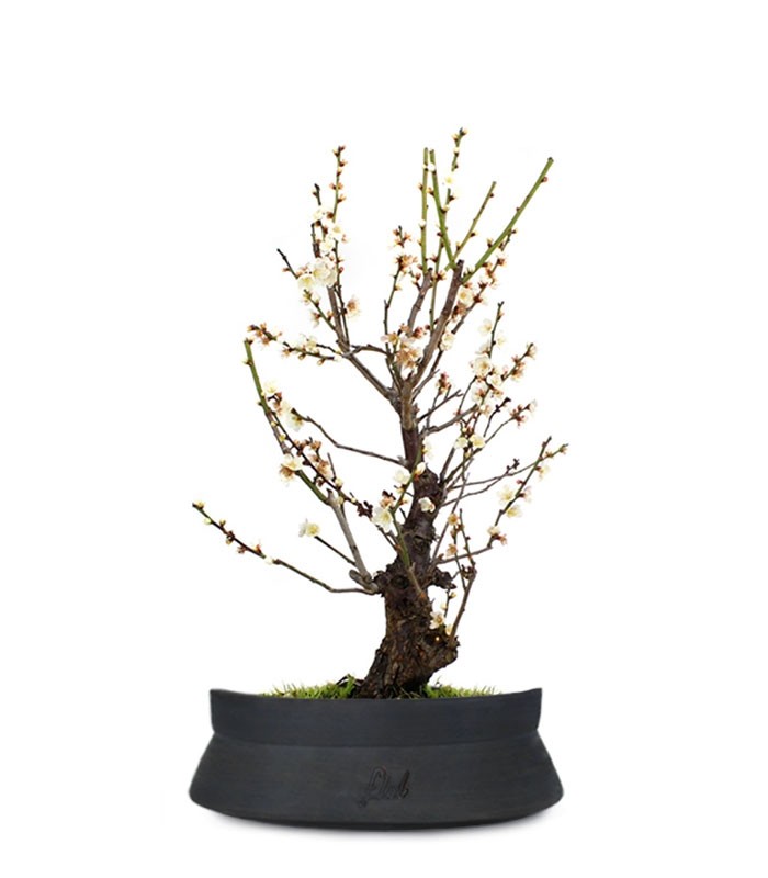 Albicocco giapponese Bianco
