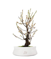 Albicocco giapponese Bianco