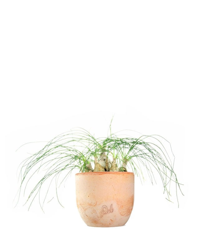 Albuca Beaucarnea Recurvata