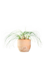 Albuca Beaucarnea Recurvata
