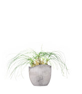 Albuca Beaucarnea Recurvata