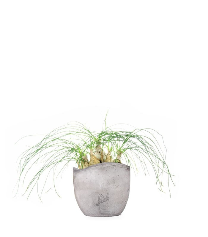 Albuca Beaucarnea Recurvata