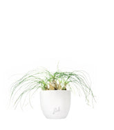 Albuca Beaucarnea Recurvata