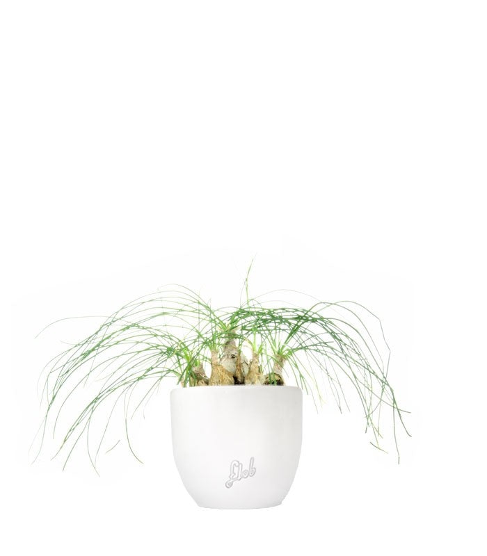 Albuca Beaucarnea Recurvata